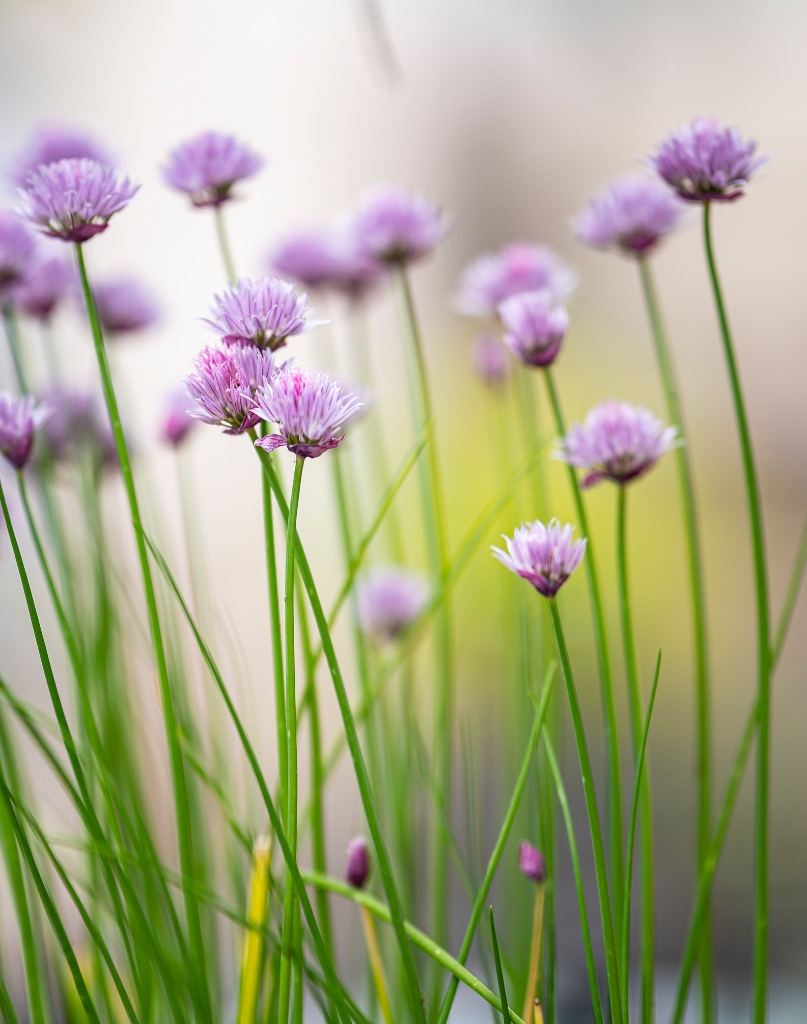 Bloeiend bieslook met paarse bloemetjes in de tuin van trouwlocatie Domaine d’Heerstaayen